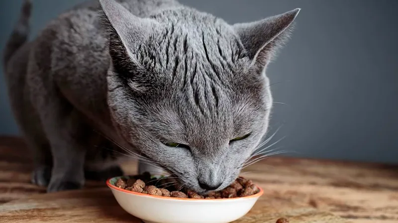 gato comiendo