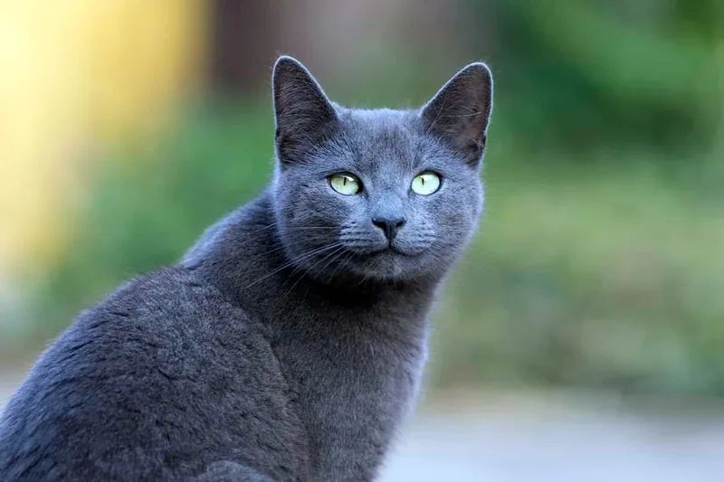 gato azul ruso