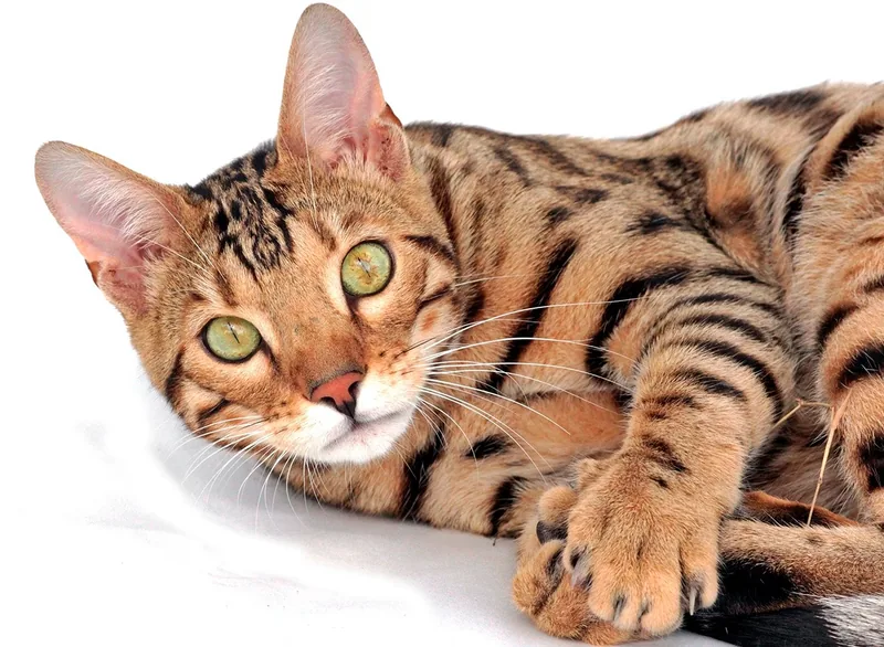 Gato de raza Bengali