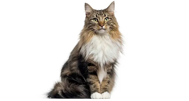 gato bosque de noruega