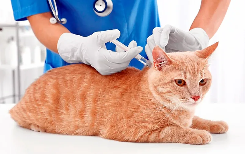 Vacuna para gato