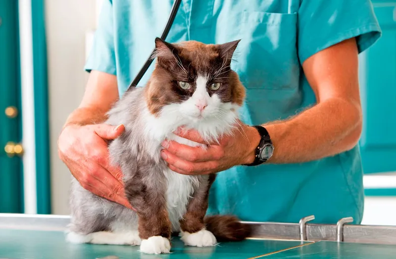 gato preparado para ser castrado