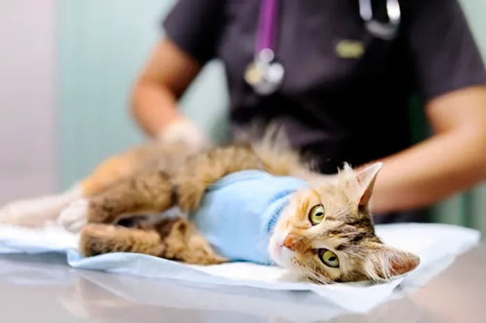 gata en proceso de esterilizacion
