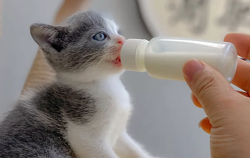 cachorro de gato alimentandose con biberon de leche