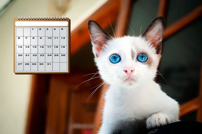 edad humana de un gato