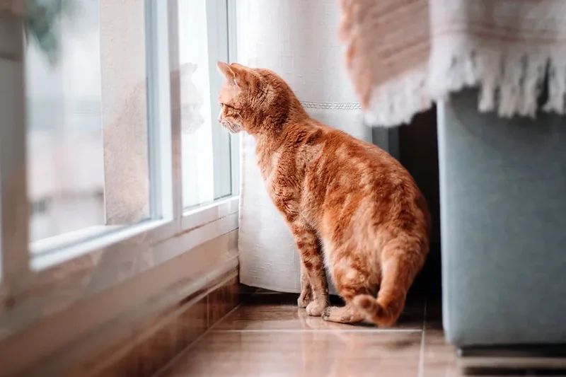 gato solo en casa