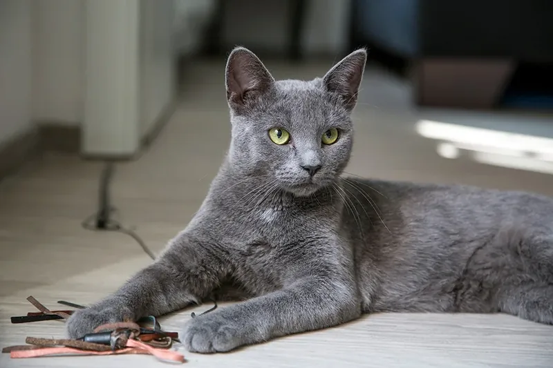 gato jugando en casa con juegos interactivos