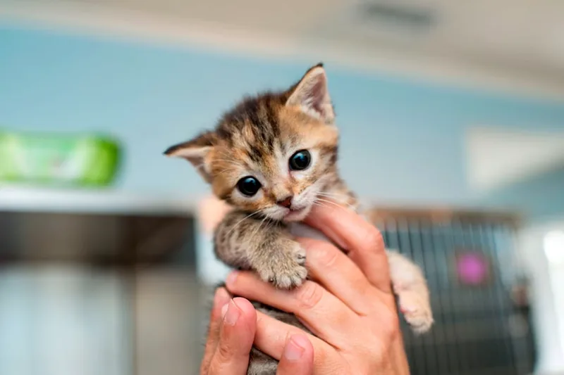 Como educar a un cachorro de gato
