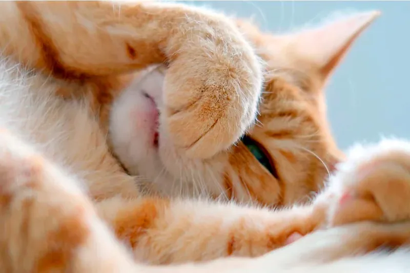mal olor a gato