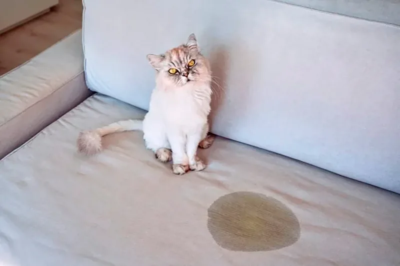 gato orinando