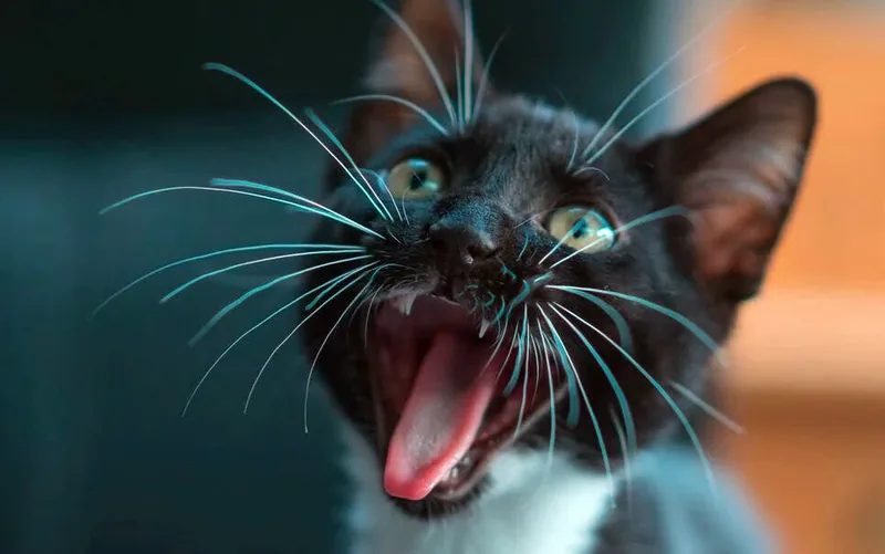 gato maullando de noche