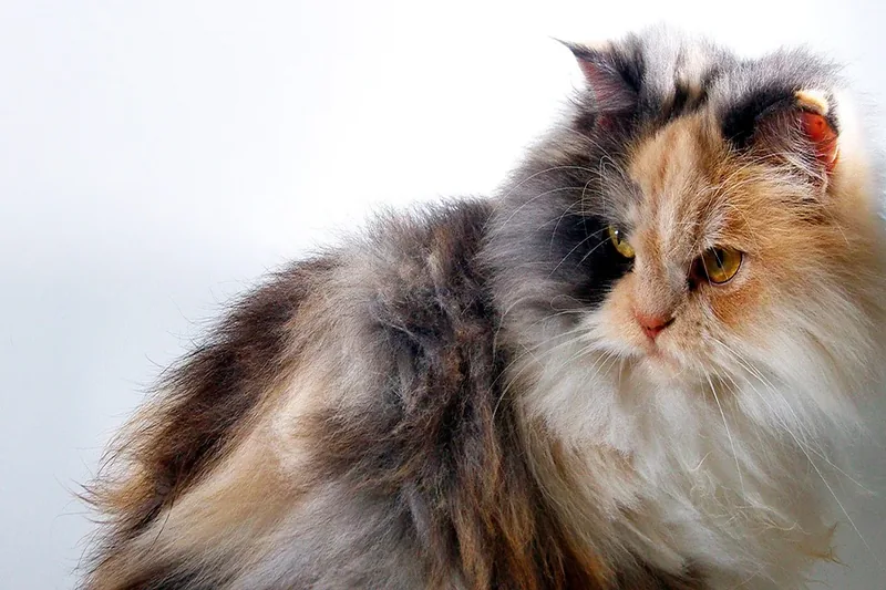 Gato con mucho pelo