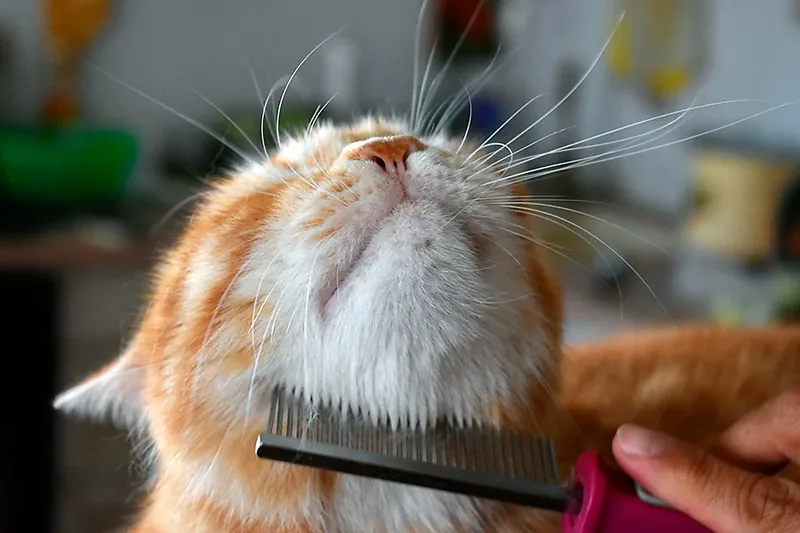 cepillando a un gato para quitar pelo