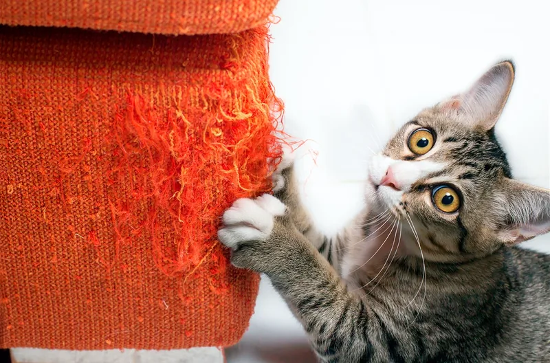 gato aranando el sofa