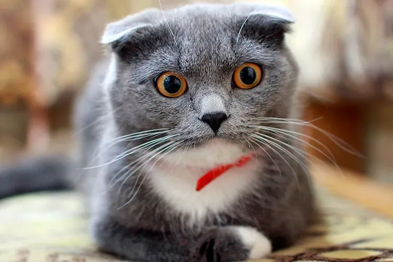 gato escuchando