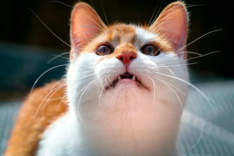 gato maullando