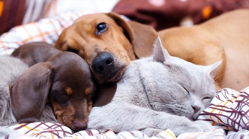 guia para que perro y gato convivan juntos