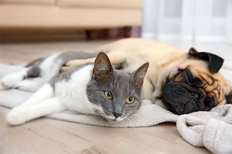 gato y perro conviviendo juntos