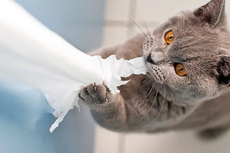 gato rompe papel higienico