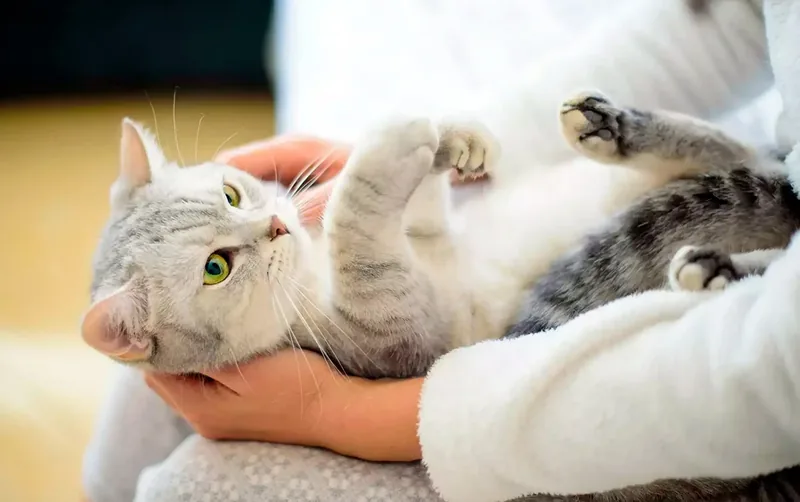 limpiar a un gato sin agua