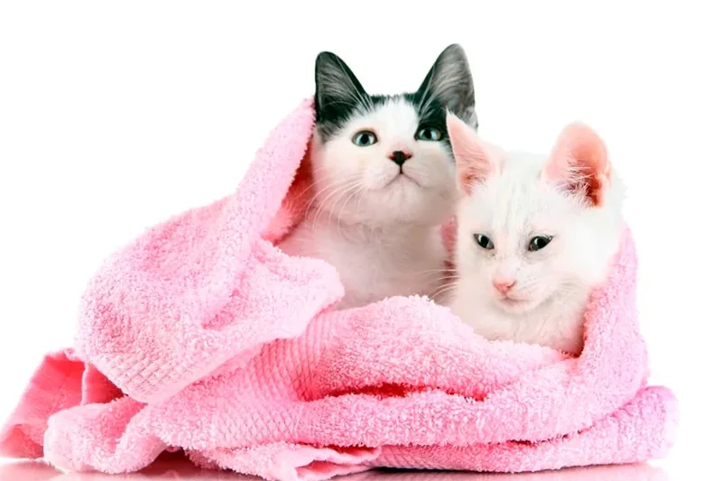 limpiar la suciedad de un gato sin banarlo