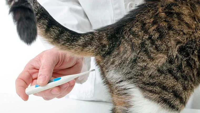 medicion rectal de temperatura de un gato