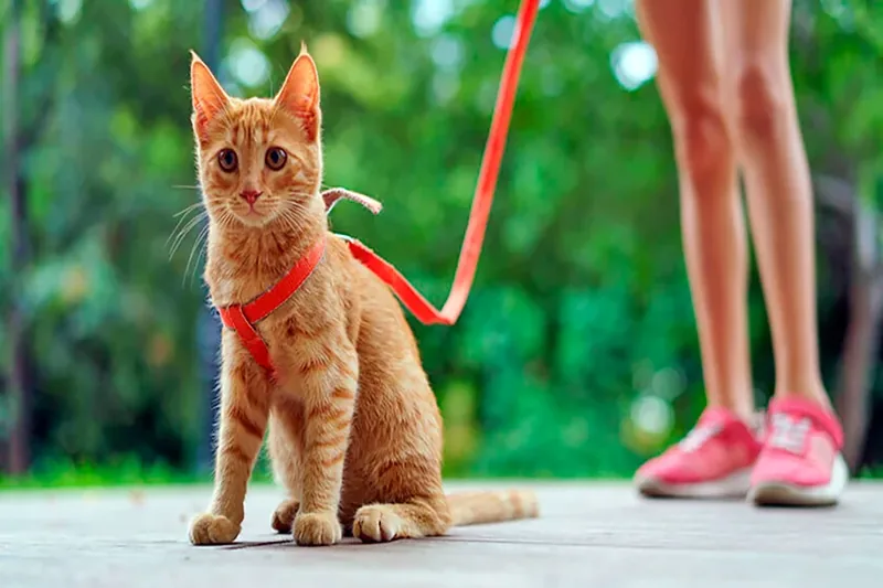 gato en la calle con correa y arnes