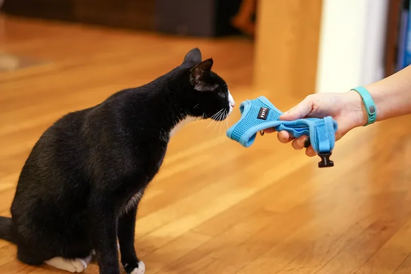 acostumbrar al gato al arnes en casa