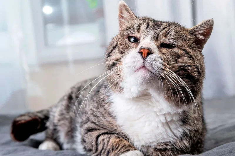 gato que va a morir de viejo