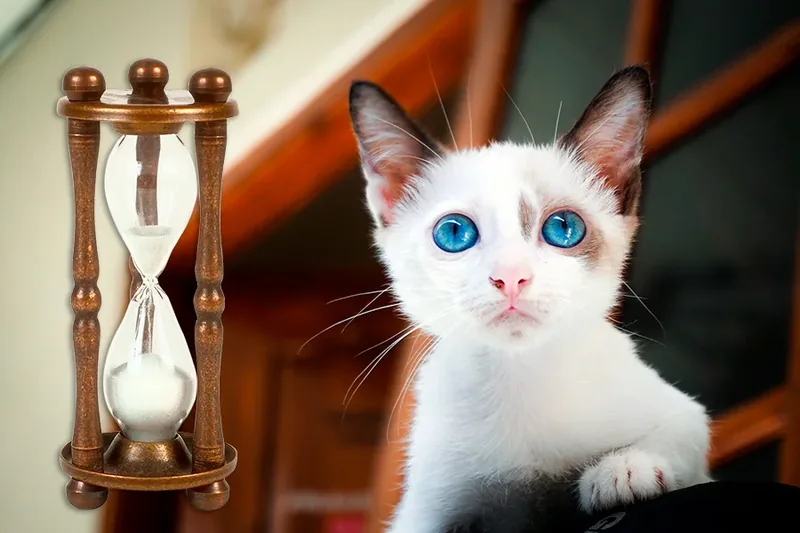 Cuantos anos puede vivir un gato