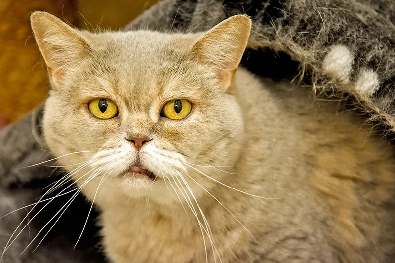 gato longevo