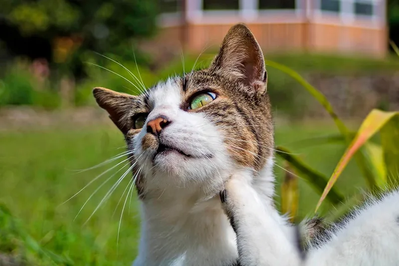 Gato con dapp