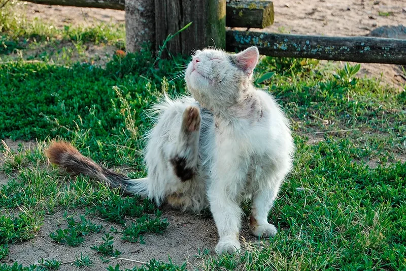 gato callejero con dermatitis por picadura de pulga