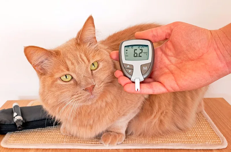 Medicion de glucosa en gato diabetico