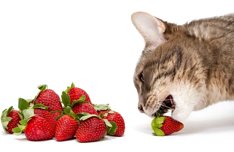 gato comiendo fruta