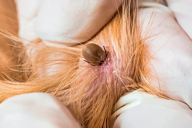 garrapata en la piel de un gato