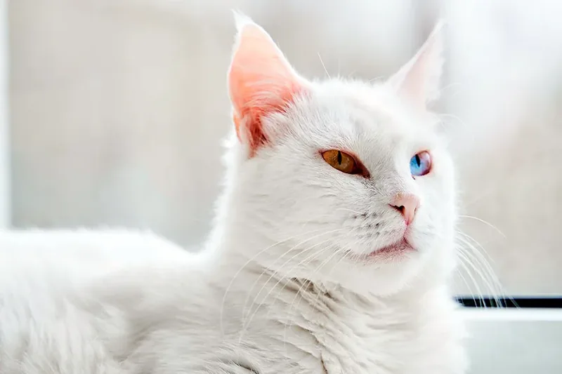 gato angora turco