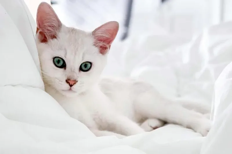 Gato burmilla