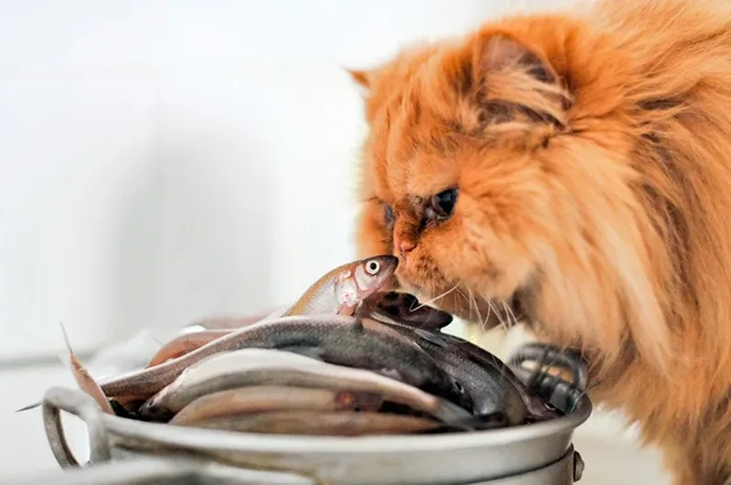 gato oliendo pescado