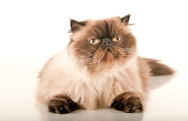 gato himalayo