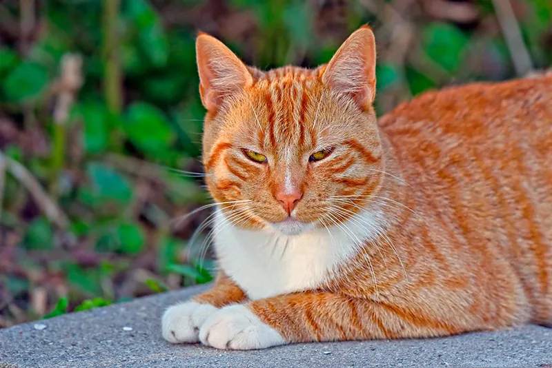 Gatos atigrados