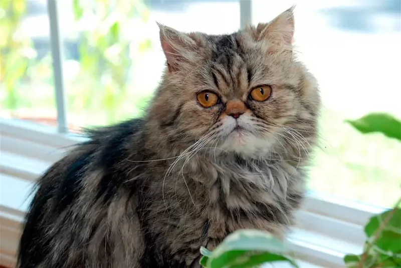 gato persa tabby atigrado