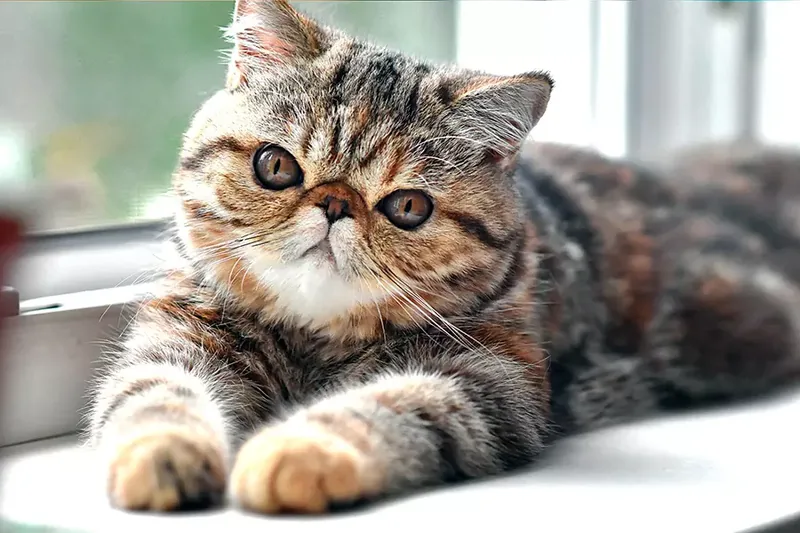 gato exotico de pelo corto atigrado