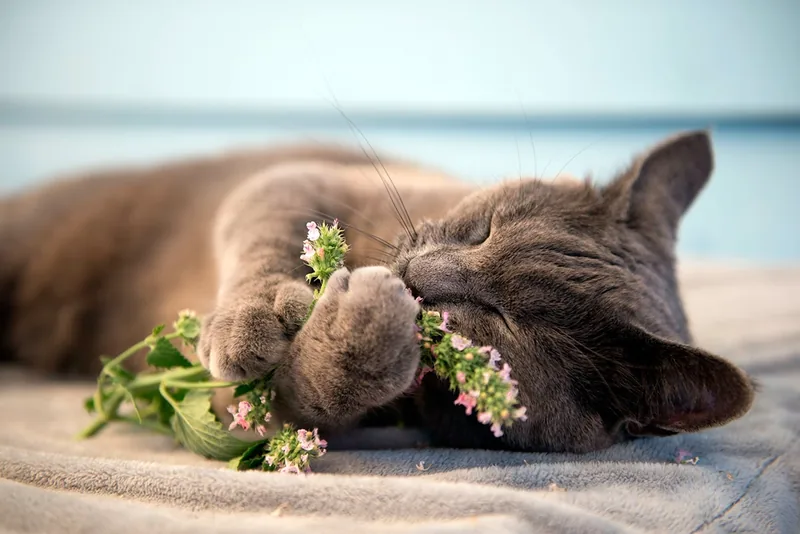 gato comiendo hierba gatera