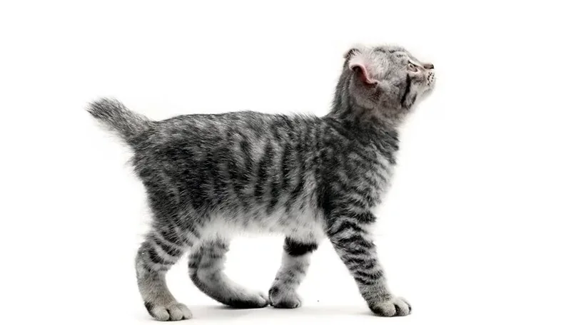 gato Highlander