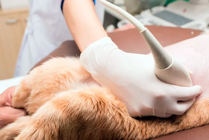 Diagnostico de insuficiencia renal a un gato