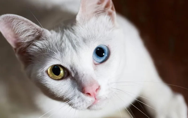 gato de raza khao manee