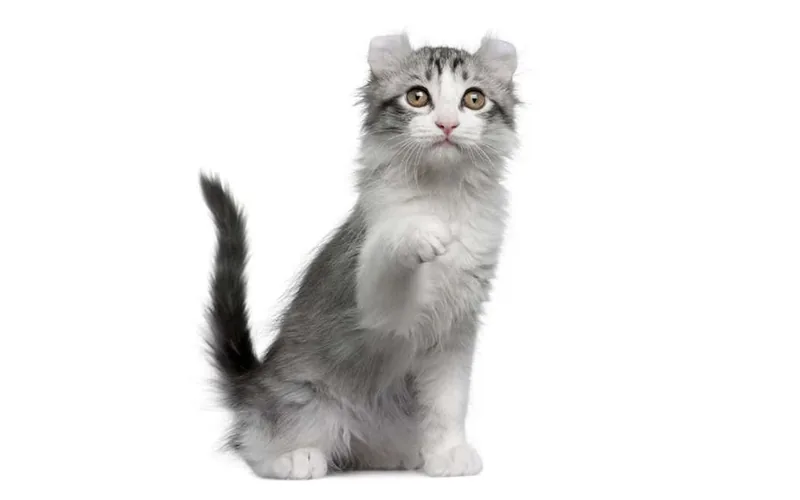 raza de gato kinkalow