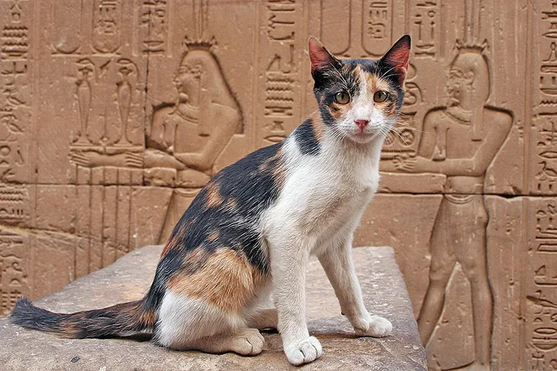 el origen de los gatos historia