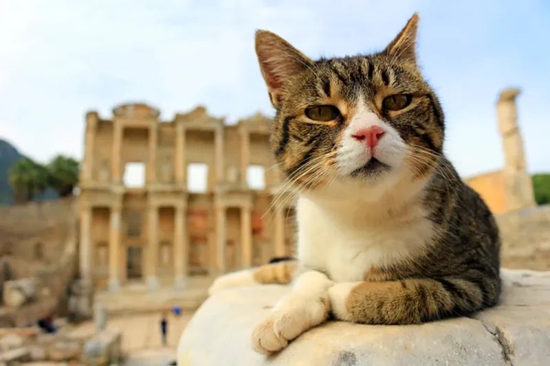 gato en ruinas egipcias